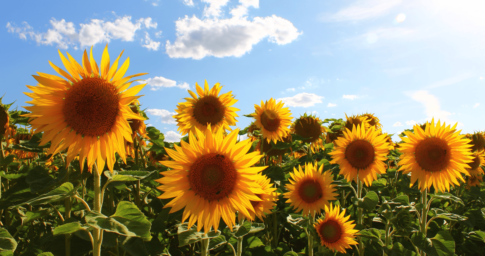 Traditional_sunflowers_are_a_thing_of_the_past_why_the_world_is_massively_switching_to_hybrids