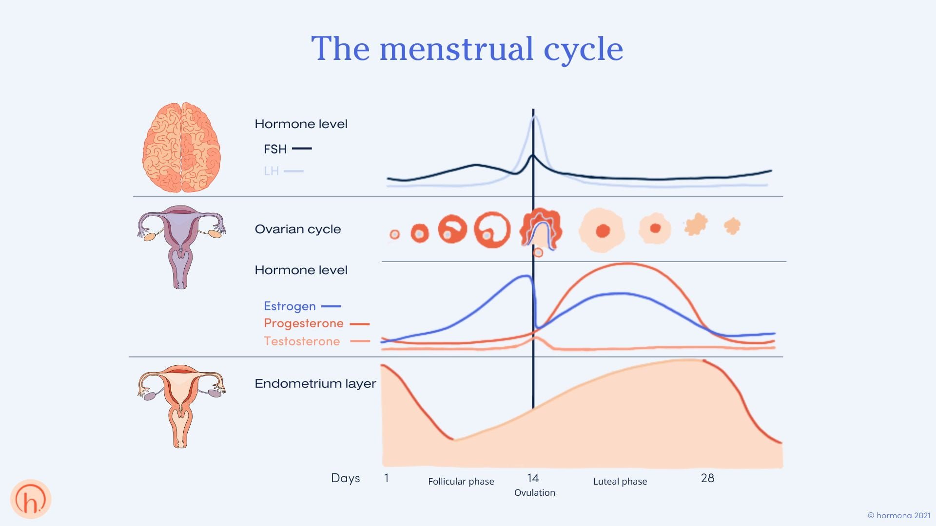 Hormone_profile