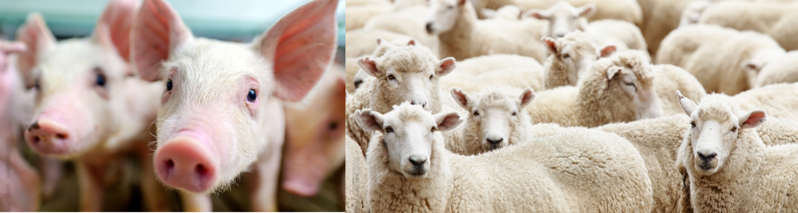 Sheeps_and_pigs