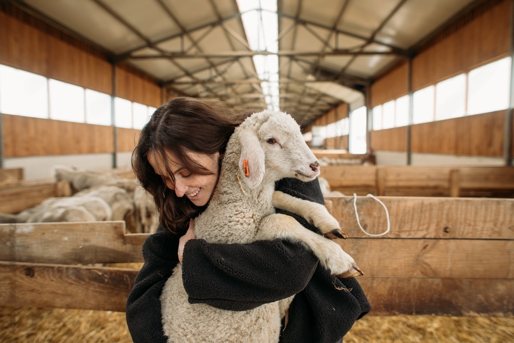 sheep_farm