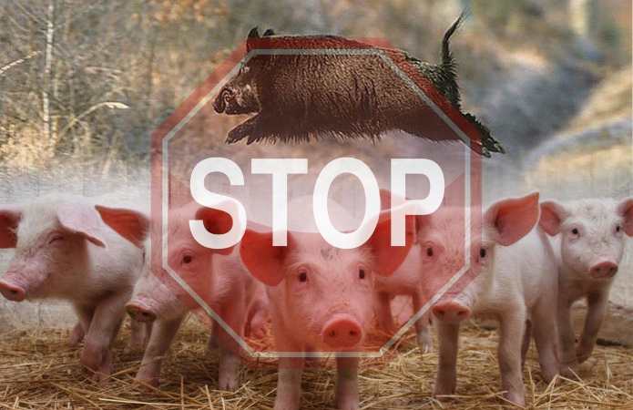 stop-asf