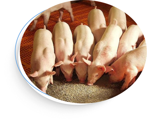 Group_41_1