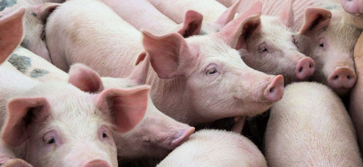 1592911175_19644960645ef1e547f409e0.56809124_2x_2x