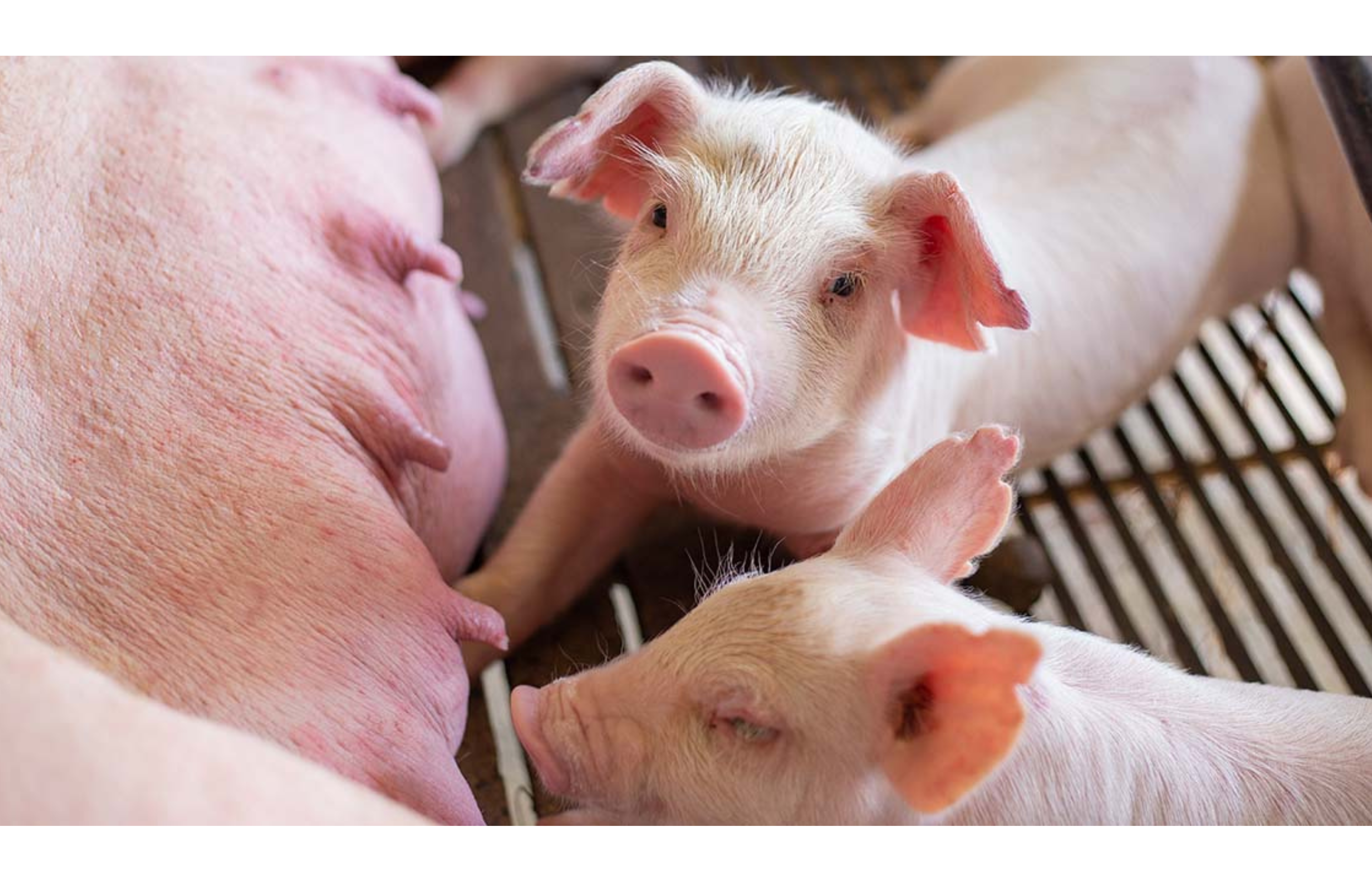 Zbalansovana_selektsiya_vid_German_Genetic