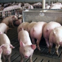 antibiotics-in-food_1