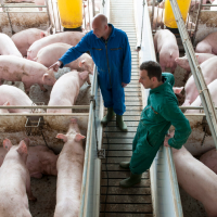 varkens-vleesvarkens-biggen-stal-origineel-1280x852_1