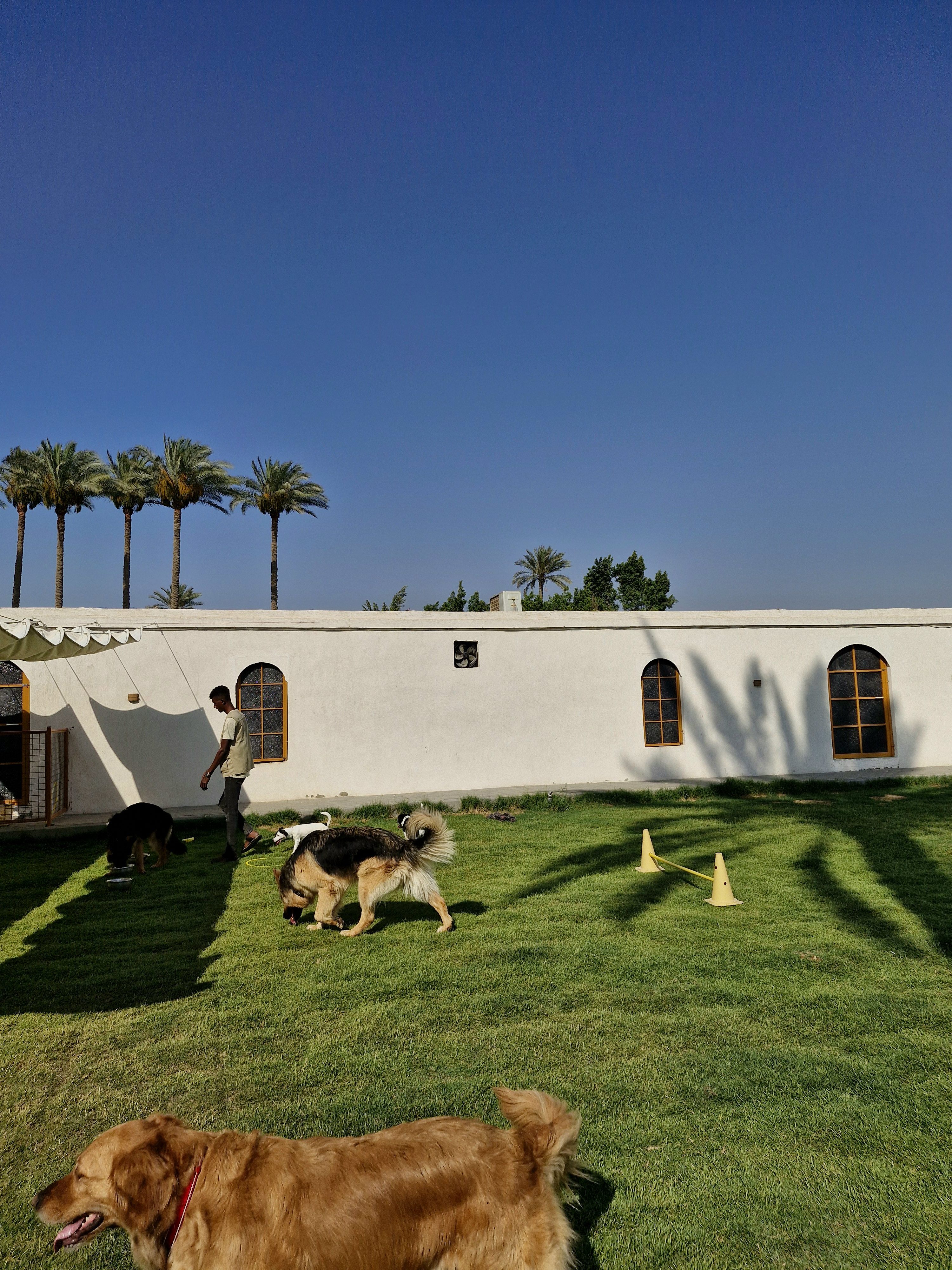 The Dogs Resort Park: Best dog boarding in zayed
