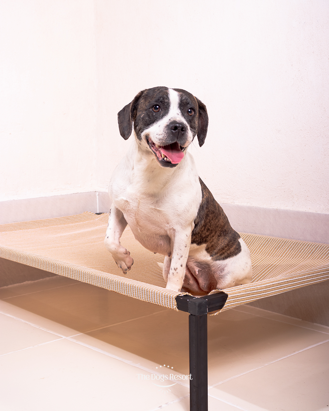 Certified Premium Dog Boarding  