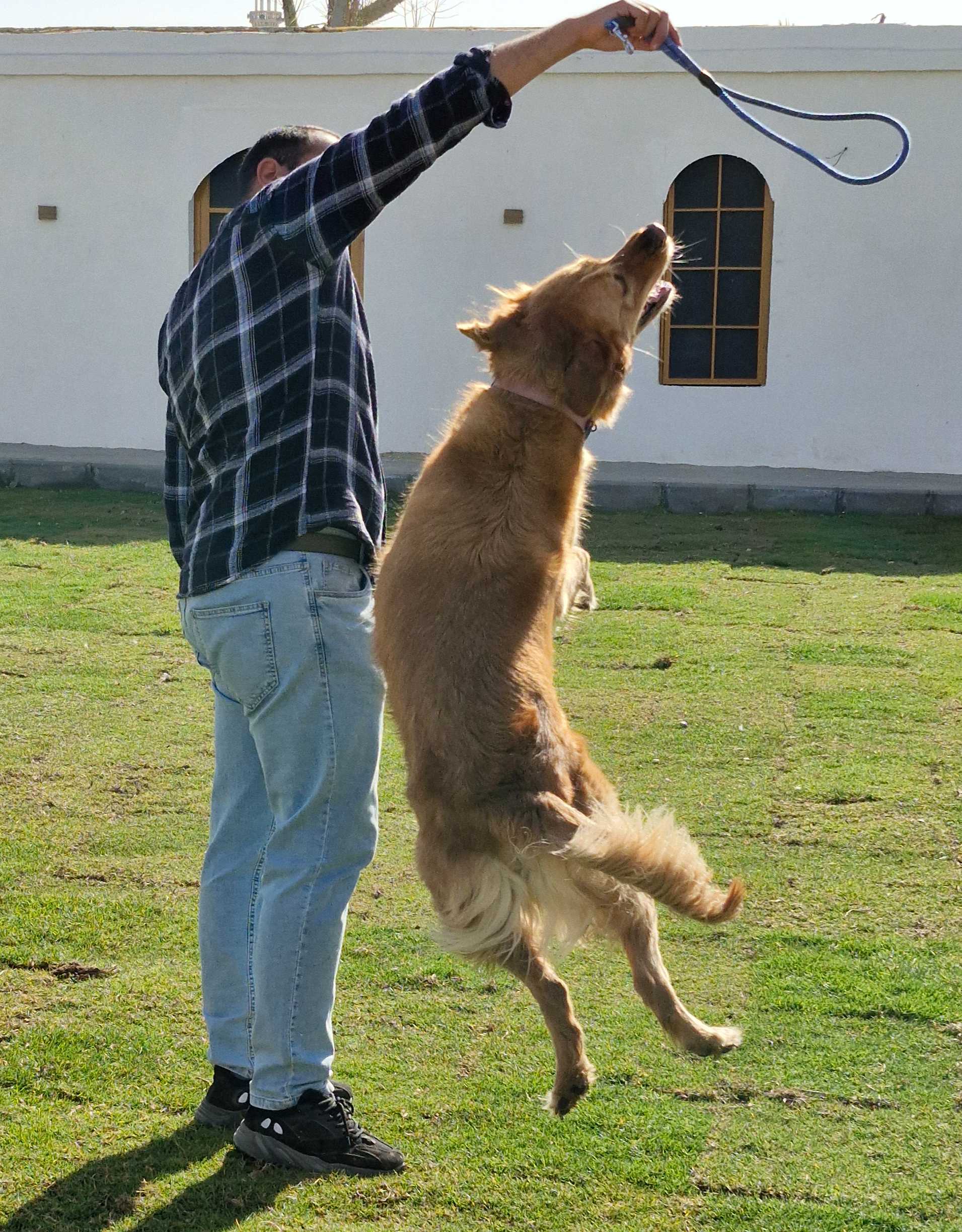 Dog enjoys Daycare in Zayed