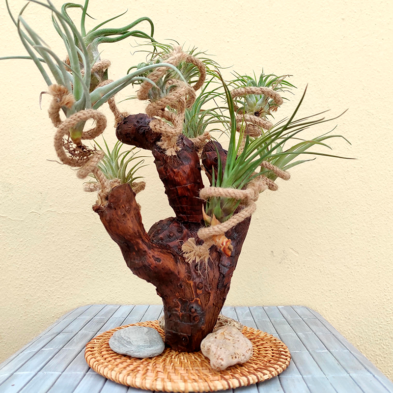 air plants holder