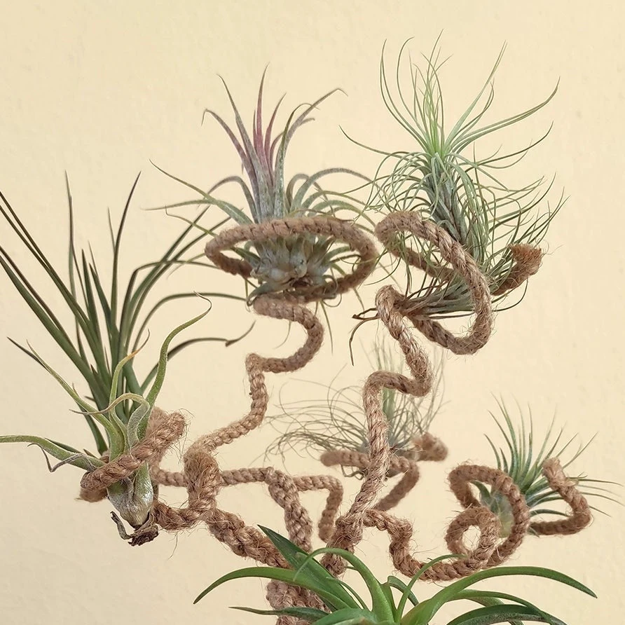 AIR PLANTS HOLDERS﻿
