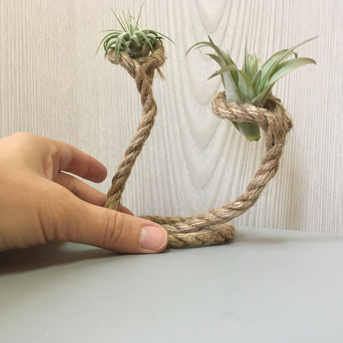 air plants holder 