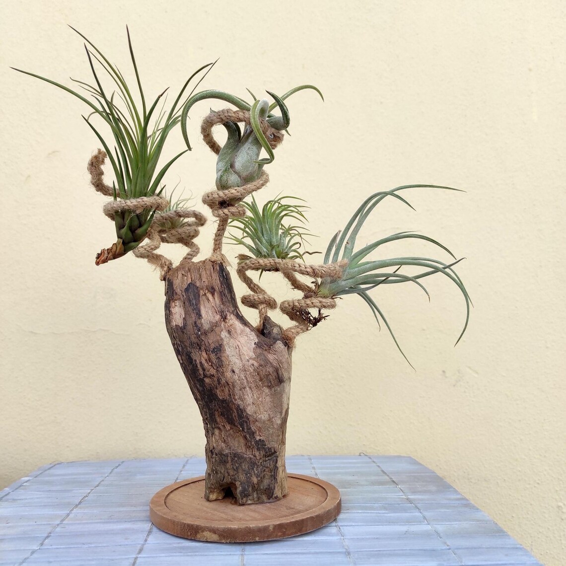 ecodeco