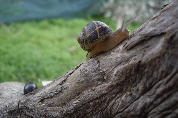 snail