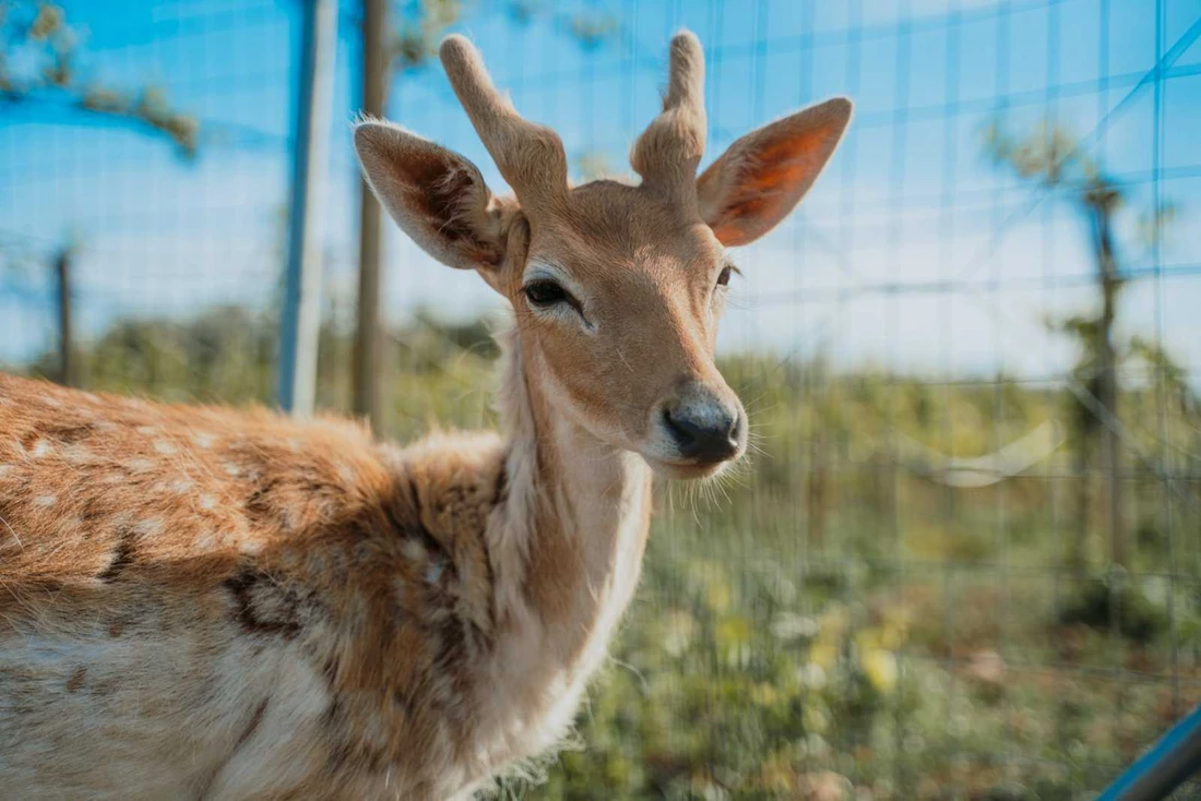 cretan-animal-park-viber-sent-3