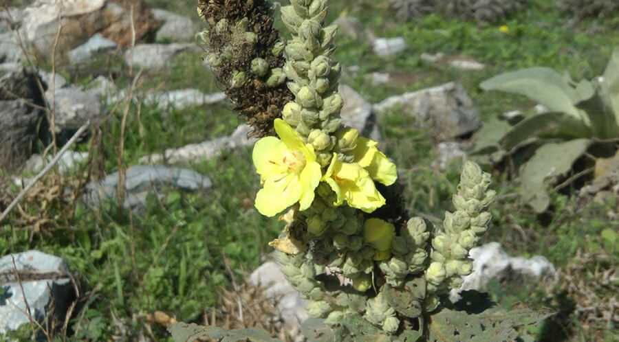 lasithi-2
