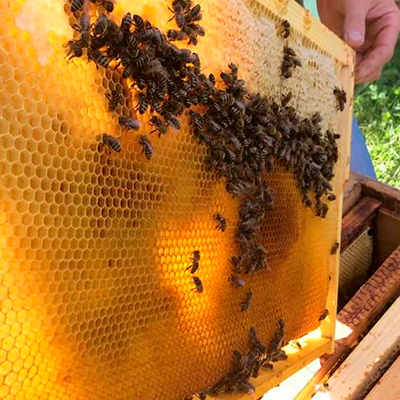 honey