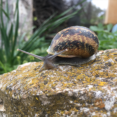 snail