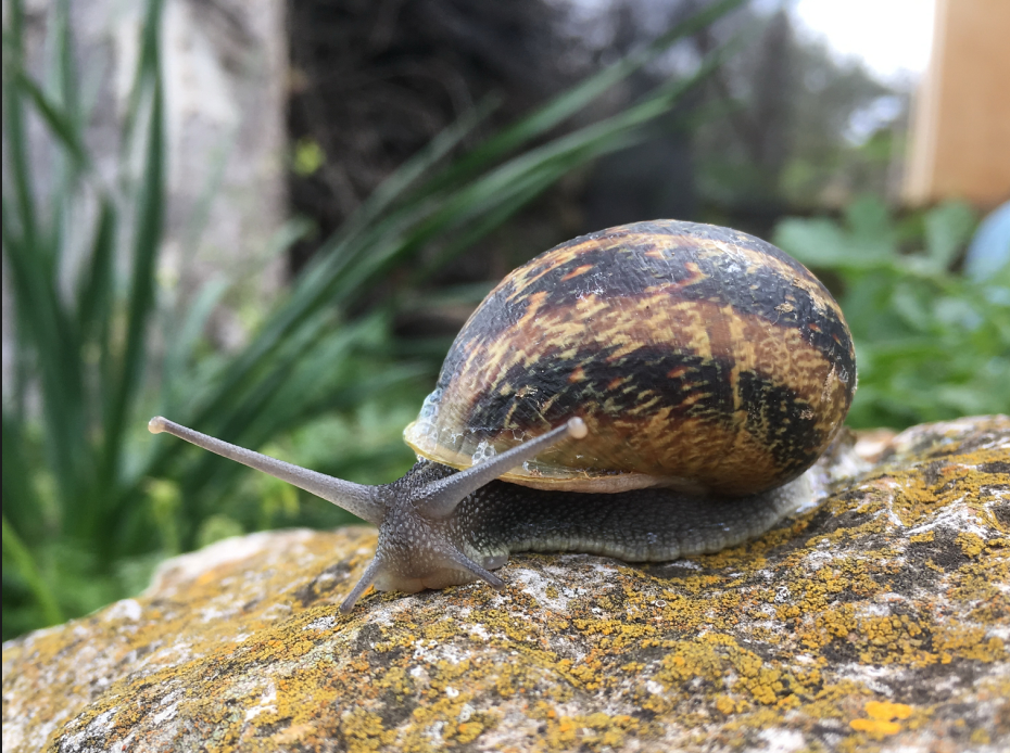 snail_