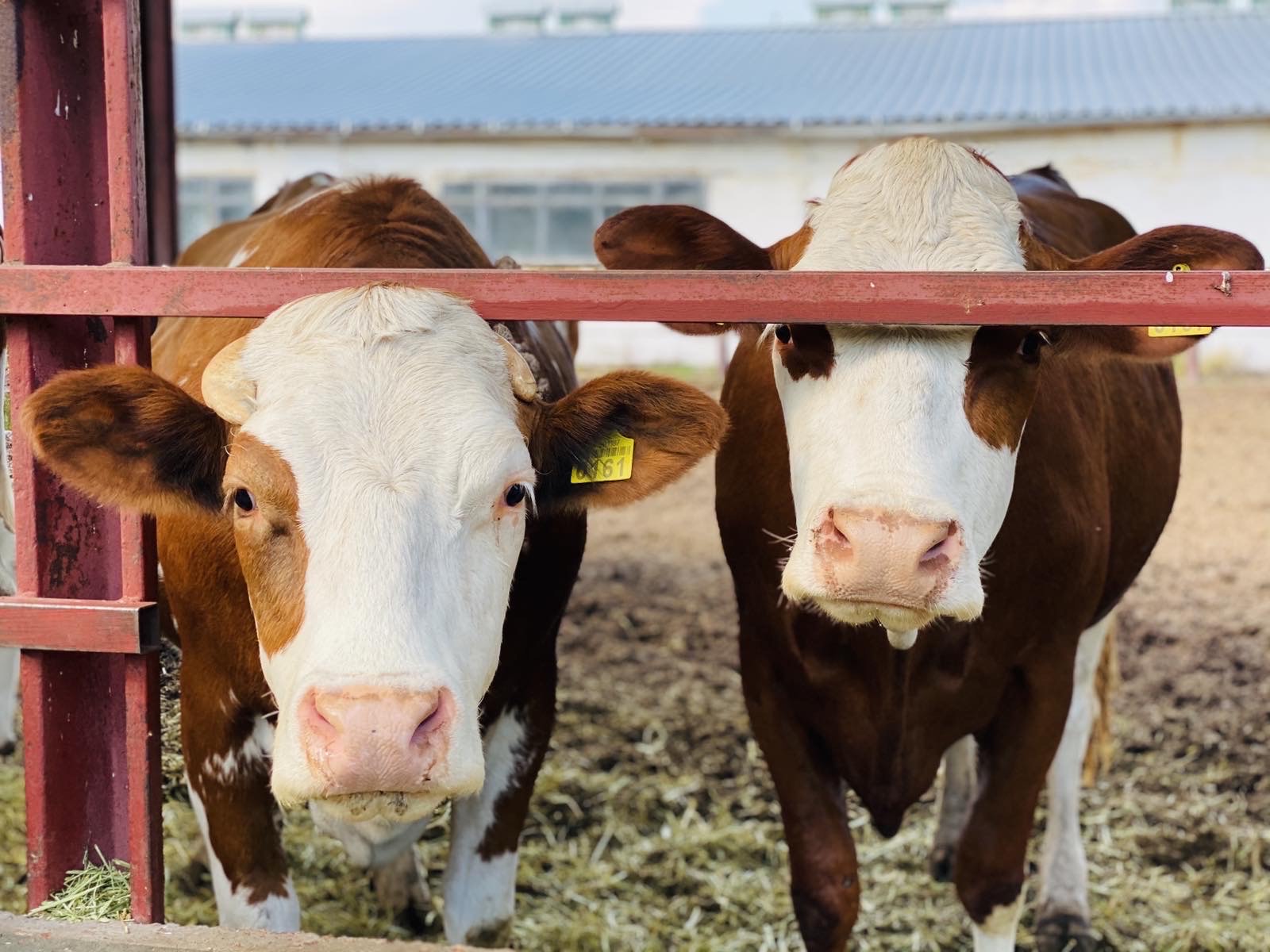 farm_olympic_village