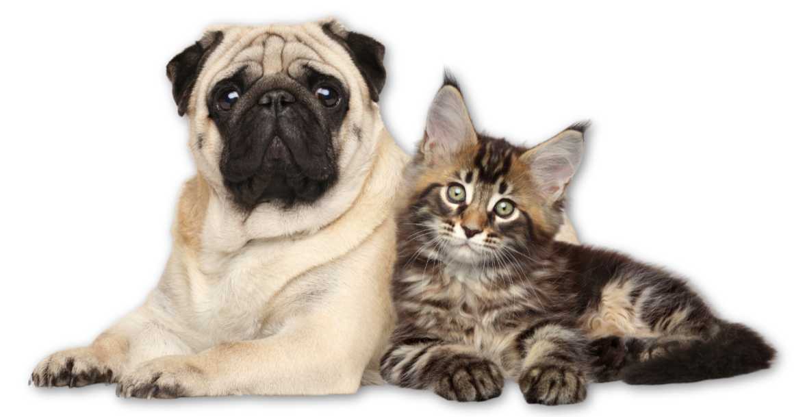 haustiere_versicherung