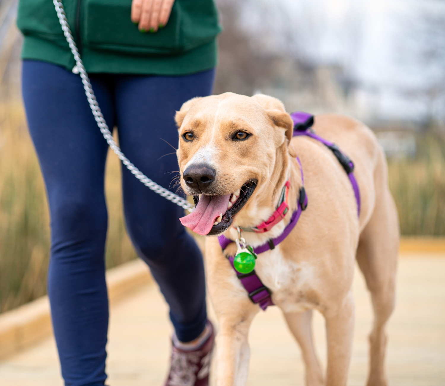 hundehaftpflichtversicherung1