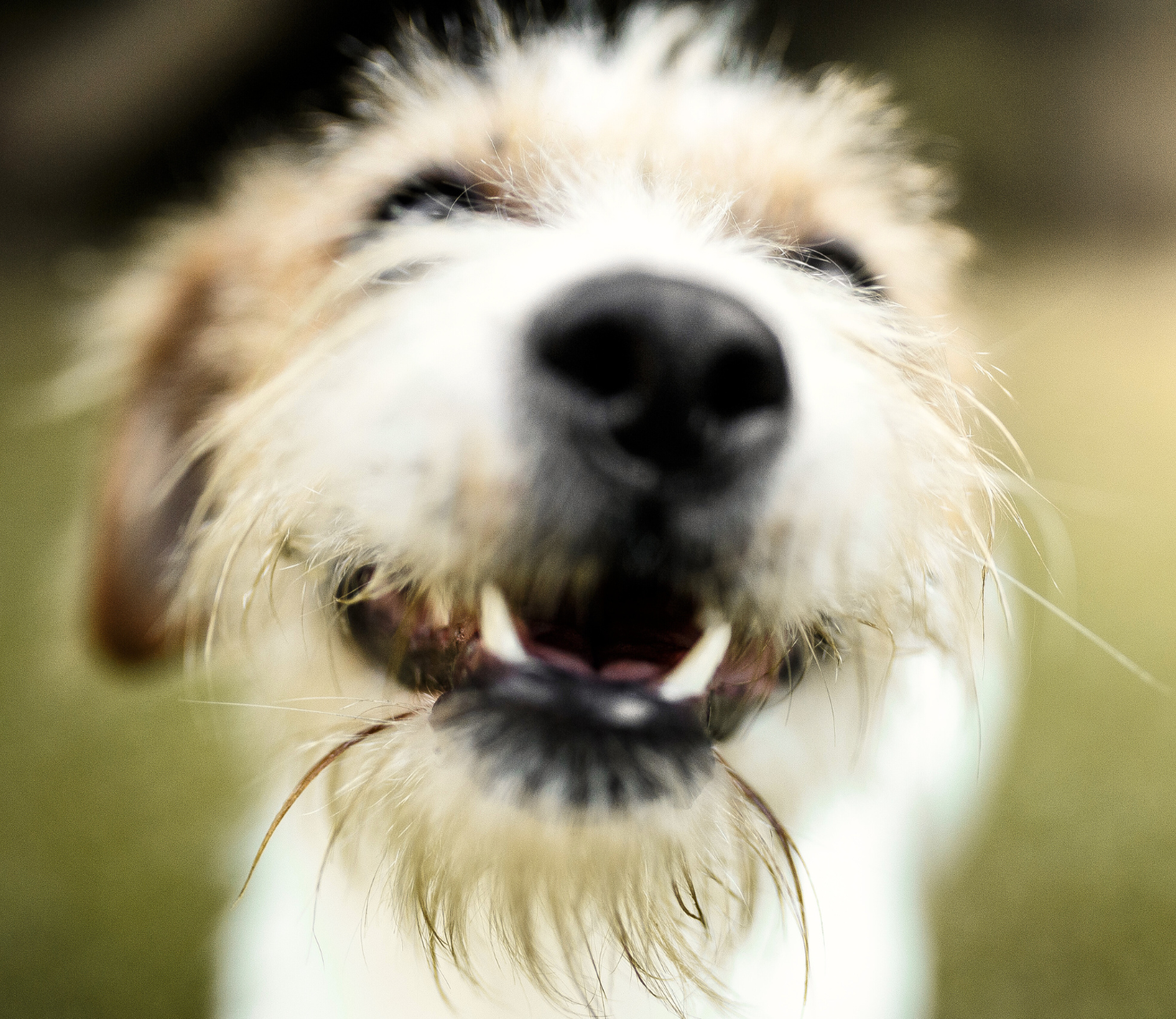 krankenversicherung_hunde