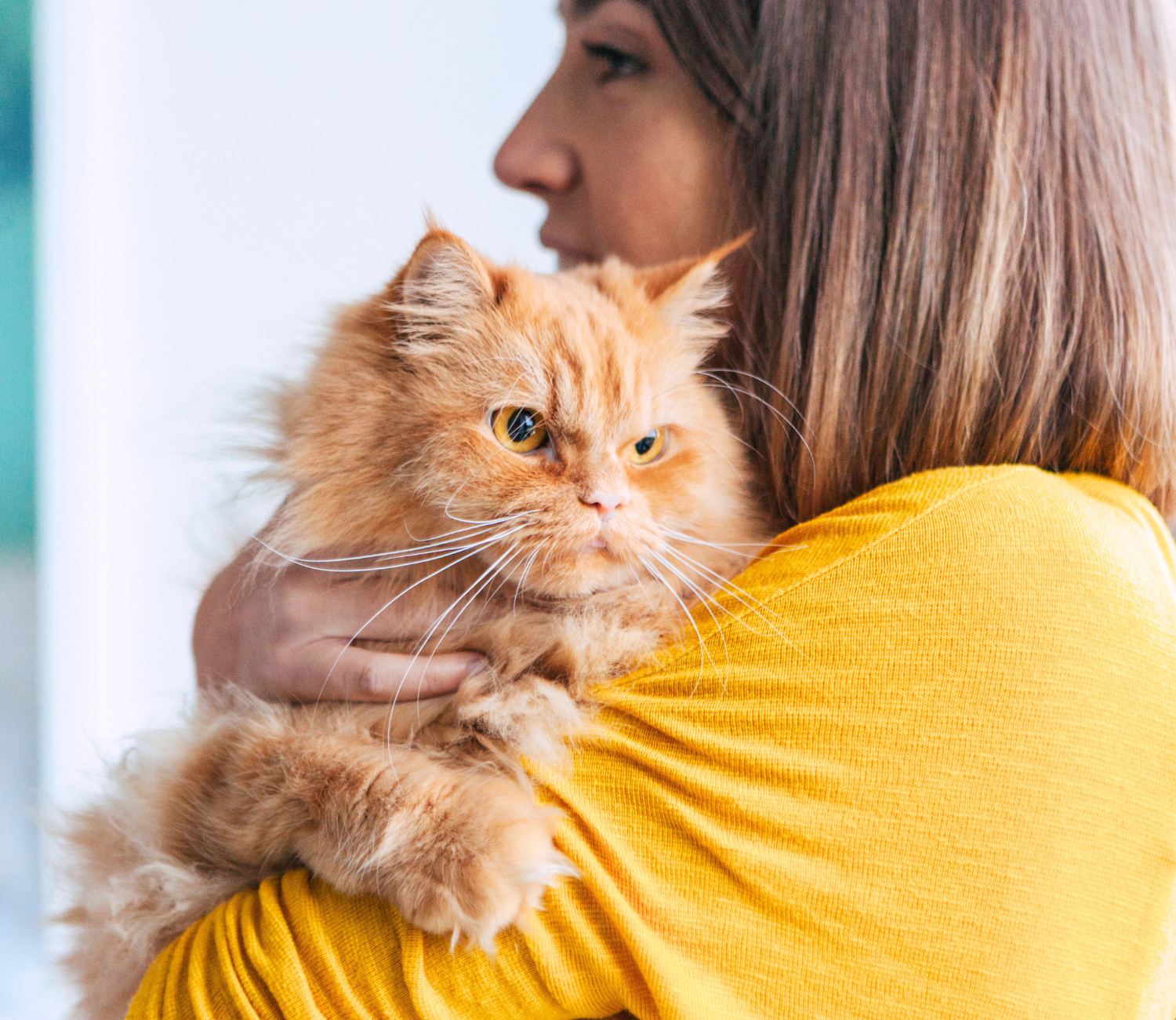 krankenversicherung_katzen3