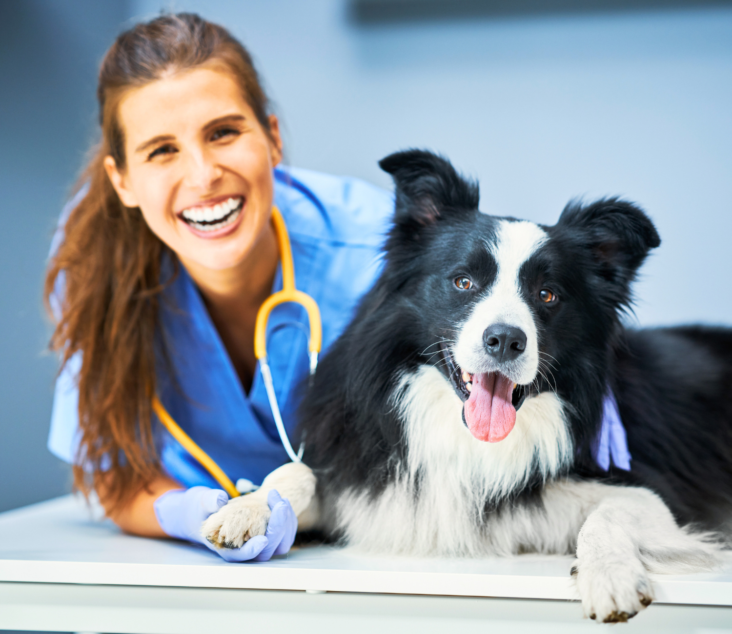 opversicherung_hunde