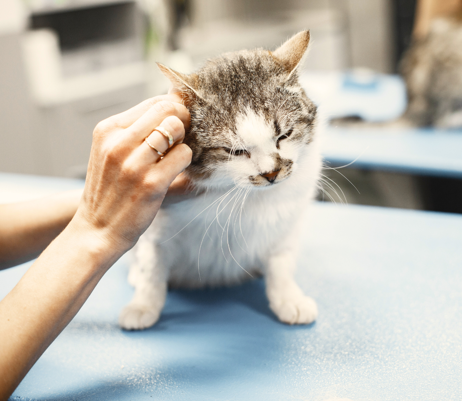 opversicherung_katze