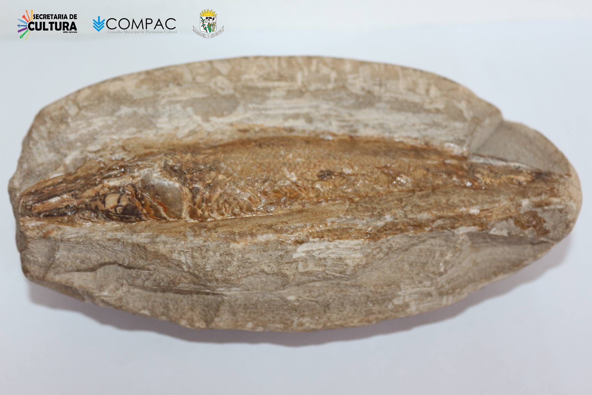 06-Pedra_de_arenito_com_fssil_do_peixe_Sppotted_Gar_Gar_Manchado